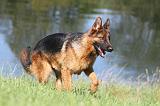 BERGER ALLEMAND 714